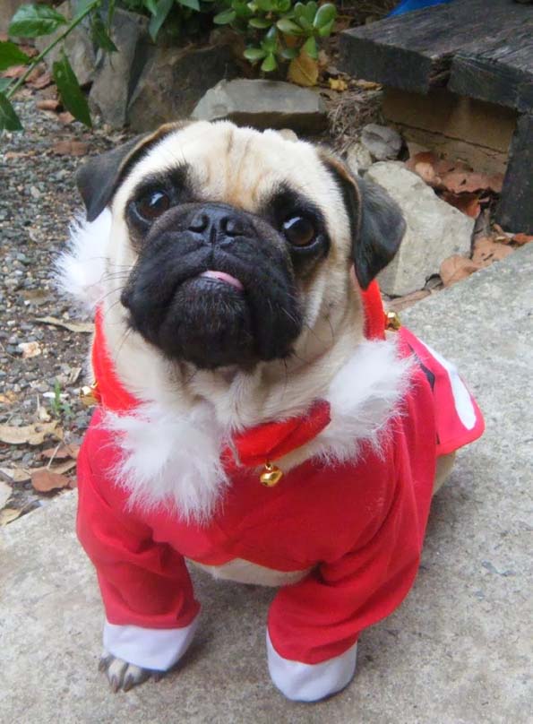 30 мопсови подготвени за новогодишните празници