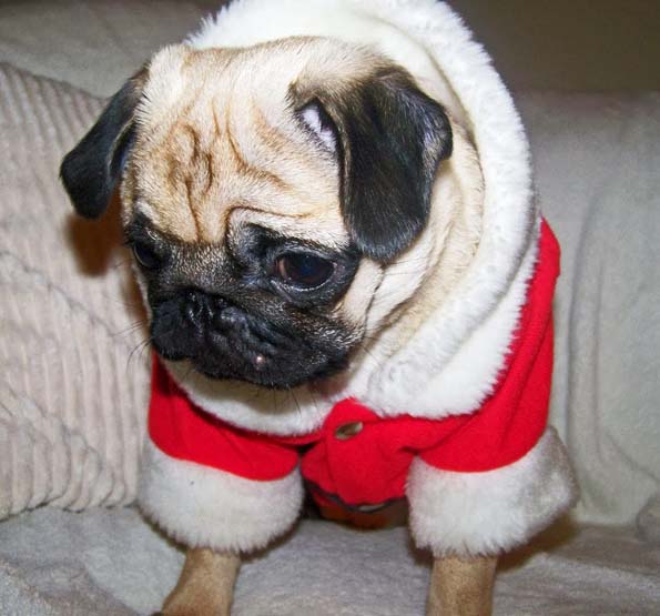 30 мопсови подготвени за новогодишните празници