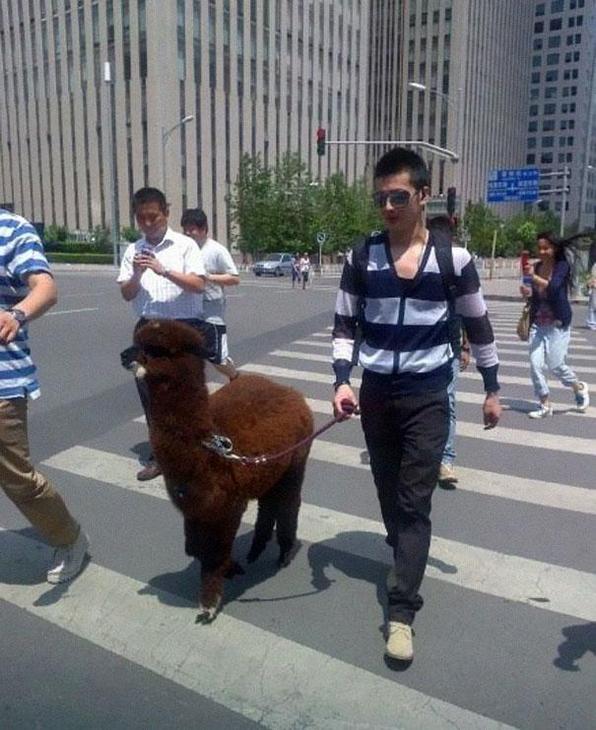 Хипстери над хипстерите