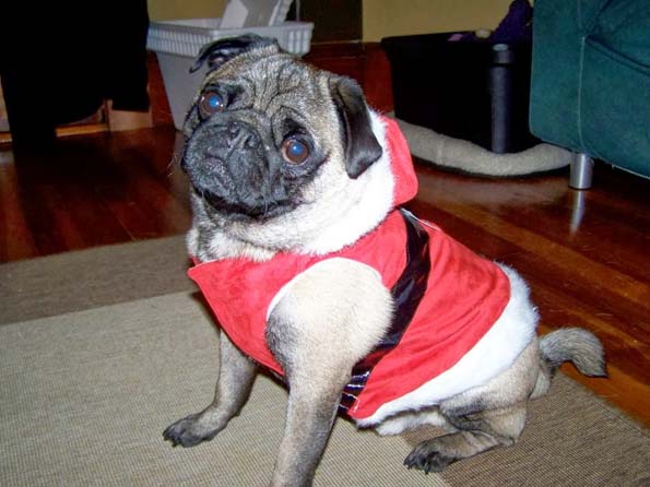 30 мопсови подготвени за новогодишните празници