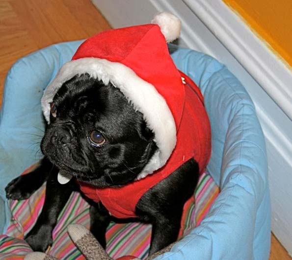 30 мопсови подготвени за новогодишните празници