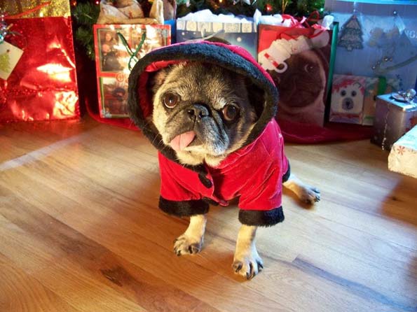30 мопсови подготвени за новогодишните празници