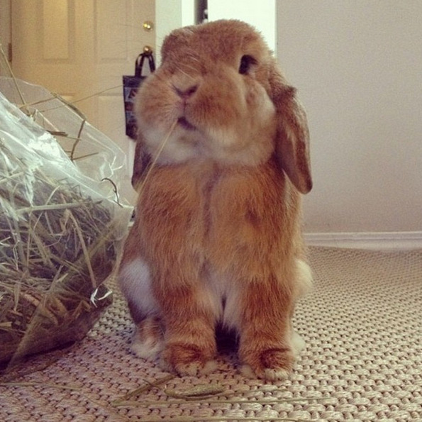 Најслаткото и најнеодоливото зајче на Инстаграм