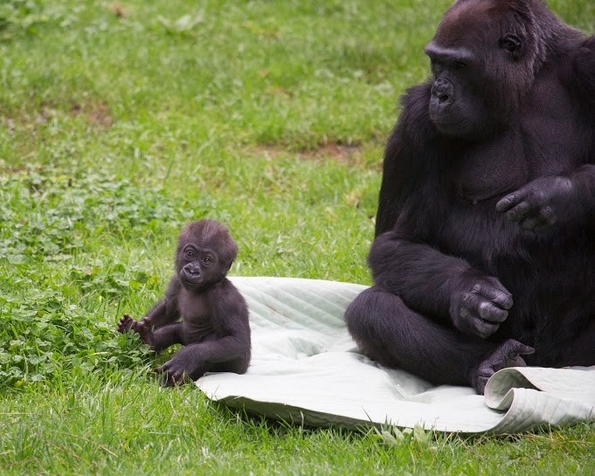 Бебе-горила во грижливите раце на неговата мила баба