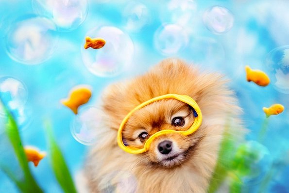 Неодоливо кутре кое ќе ви го стопи срцето