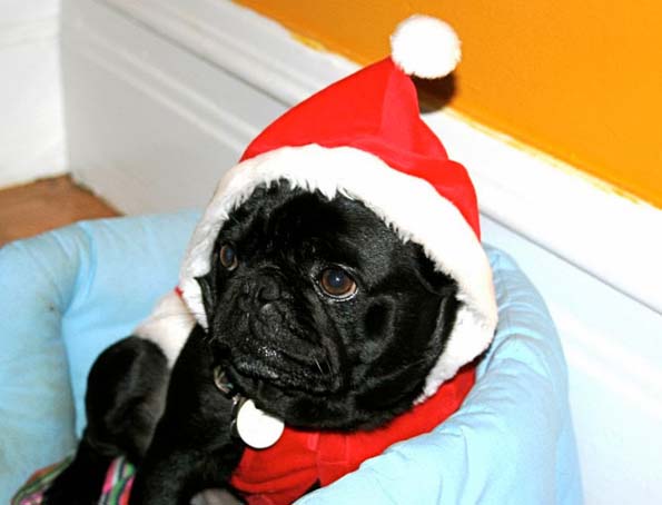 30 мопсови подготвени за новогодишните празници