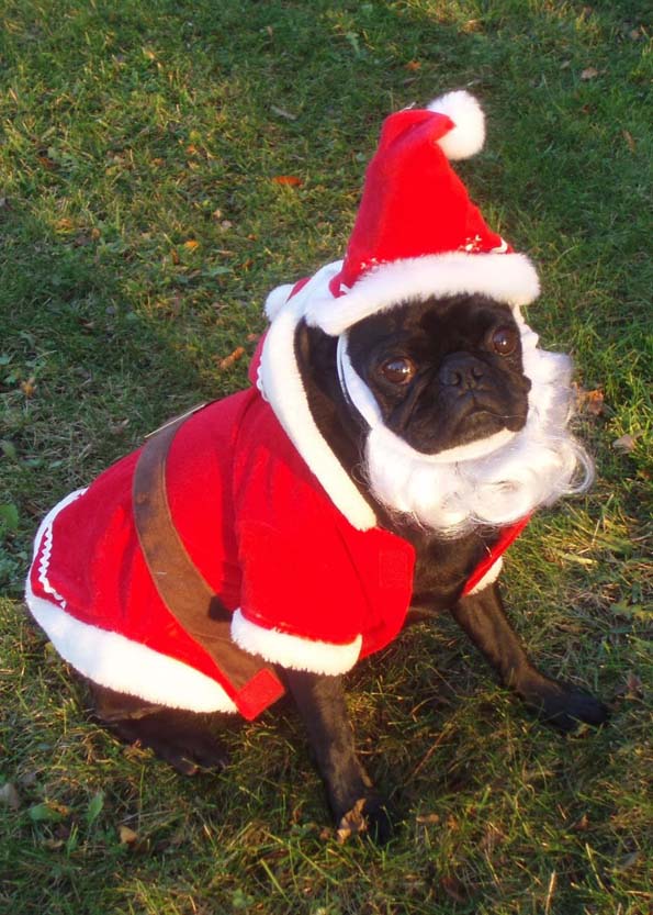 30 мопсови подготвени за новогодишните празници