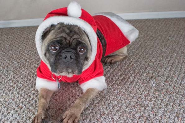 30 мопсови подготвени за новогодишните празници