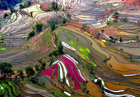 Полиња со ориз, Кина
