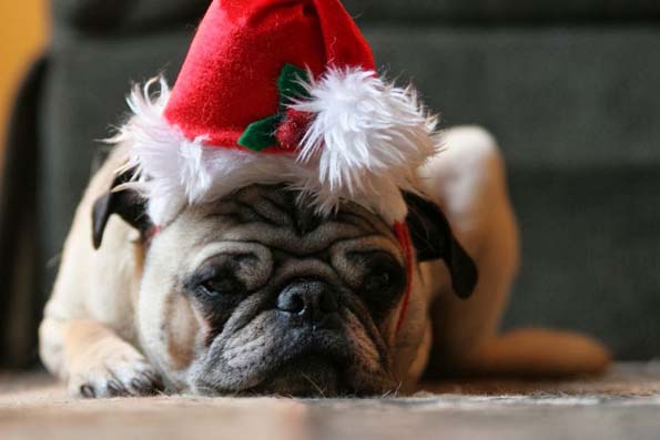 30 мопсови подготвени за новогодишните празници
