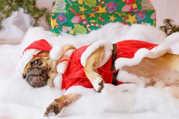 30 мопсови подготвени за новогодишните празници