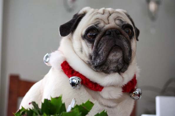 30 мопсови подготвени за новогодишните празници