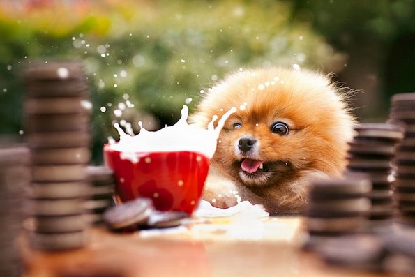 Неодоливо кутре кое ќе ви го стопи срцето