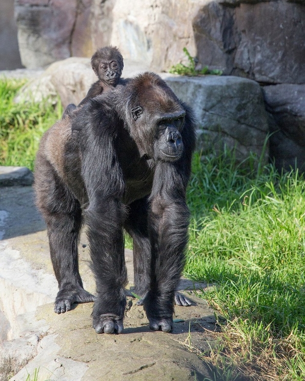 Бебе-горила во грижливите раце на неговата мила баба