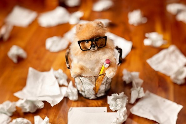 Неодоливо кутре кое ќе ви го стопи срцето