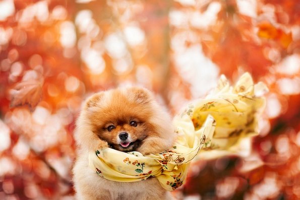 Неодоливо кутре кое ќе ви го стопи срцето