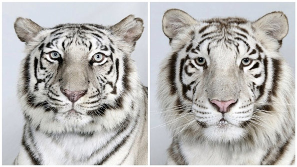 Одблизу со ретките опасни бенгалски тигри