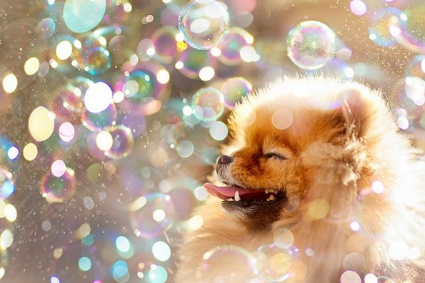 Неодоливо кутре кое ќе ви го стопи срцето