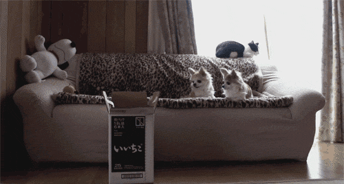 Мачки во кутии кои ќе ве изнасмеат до солзи