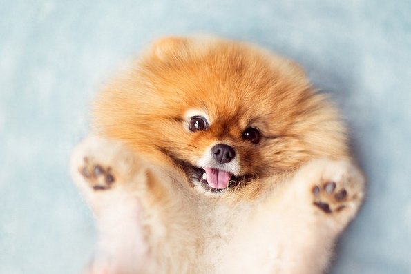 Неодоливо кутре кое ќе ви го стопи срцето