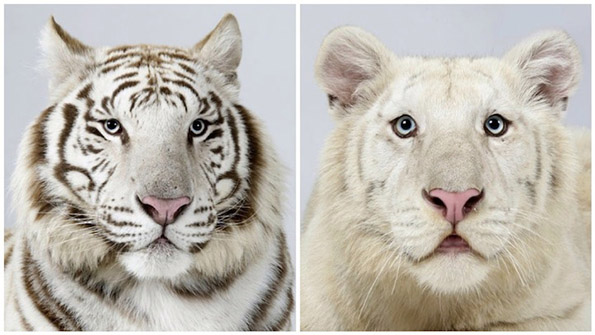 Одблизу со ретките опасни бенгалски тигри