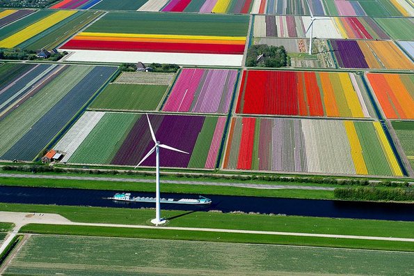 Полиња со лалиња, Холандија