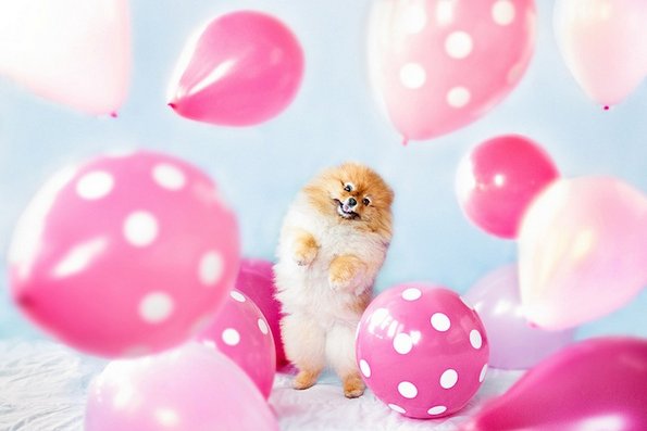 Неодоливо кутре кое ќе ви го стопи срцето