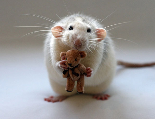 Фотографии од слатки глувчиња гушнати со плишани мечиња