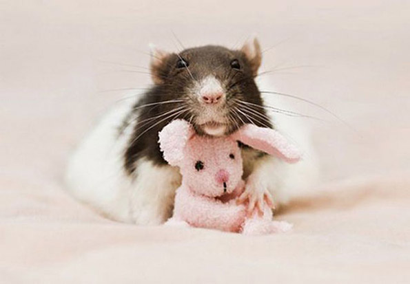 Фотографии од слатки глувчиња гушнати со плишани мечиња
