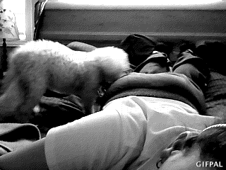 (2) kuchinja-koi-se-ednostavno-premnogu-emotivni-i-slatki-kafepauza.mk