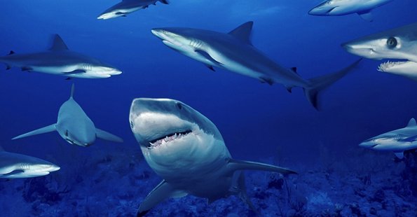 10 факти за ајкулите кои ќе ве изненадат