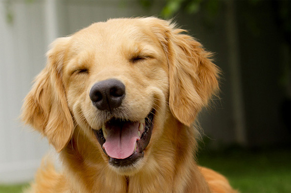 10 кучешки заповеди: препораки од кучињата за сите сегашни и идни сопственици