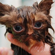 Кога мачките се бањаат...