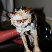 Кога мачките се бањаат...