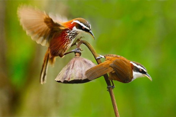 Прекрасни живописни фотографии со птици