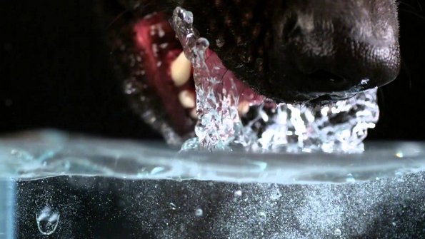 Како кучињата пијат вода?