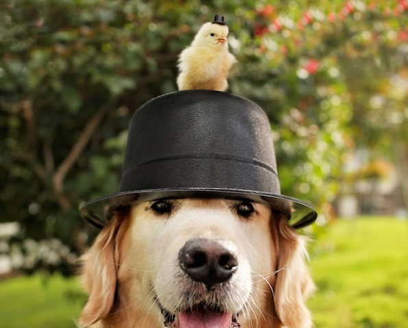 Неодоливи фотографии од златен ретривер кој се гушка со пилиња