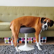 Животни кои ја изгубиле битката со мебелот во домот