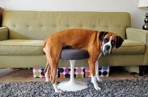 Животни кои ја изгубиле битката со мебелот во домот