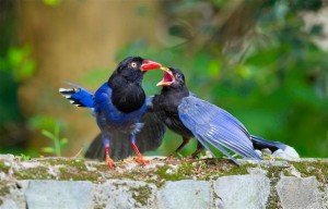 Прекрасни живописни фотографии со птици