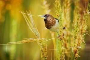 Прекрасни живописни фотографии со птици