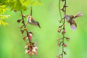 Прекрасни живописни фотографии со птици