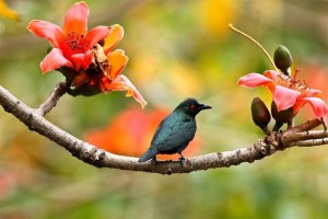 Прекрасни живописни фотографии со птици