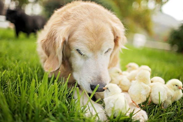 Неодоливи фотографии од златен ретривер кој се гушка со пилиња