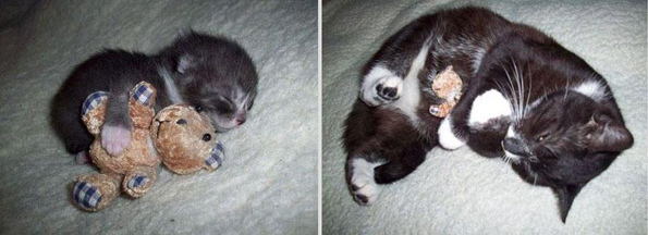 Пред и потоа фотографии од домашни миленичиња кои пораснале