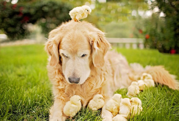 Неодоливи фотографии од златен ретривер кој се гушка со пилиња