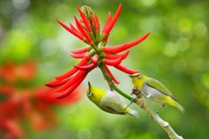 Прекрасни живописни фотографии со птици