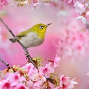 Прекрасни живописни фотографии со птици