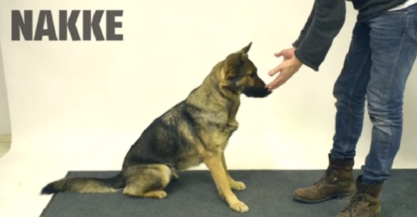 Како реагираат кучињата на магични трикови