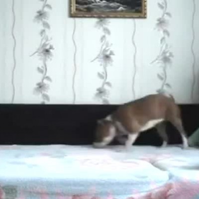 Што прави куче кога е само дома на кое не му е дозволено да седи на кревет?